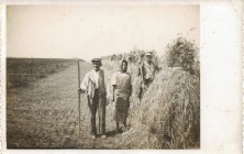 Zemědělství kolem roku 1930