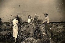 Soukromé zemědělství rok 1944. Stavění panáků
