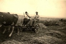 Soukromé zemědělství rok 1944. Sečení žačkou, tažená krávami