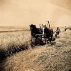 Soukromé zemědělství rok 1944. Sečení samovazem tažený koňmi