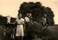 Soukromé zemědělství rok 1944. Odvoz, i příbuzní z města museli pomáhat.